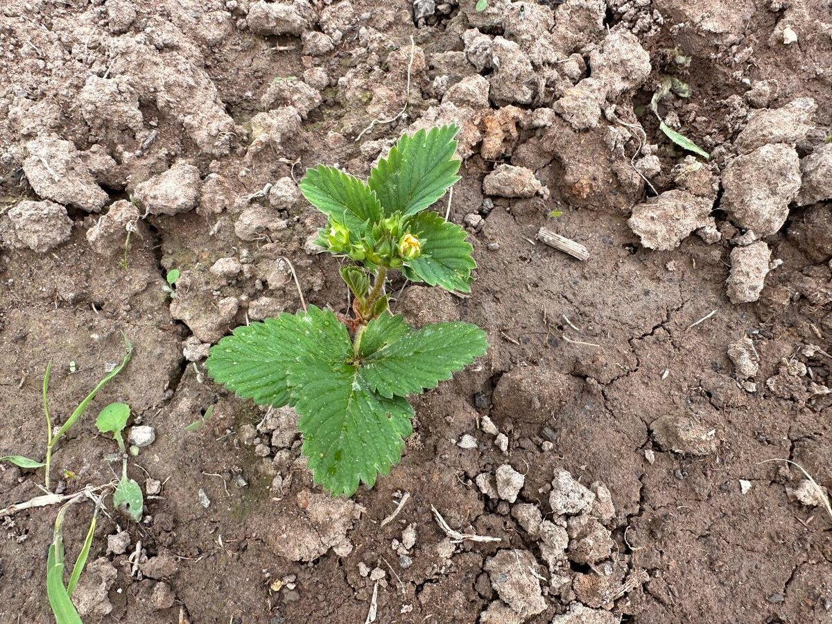 Саженец клубники