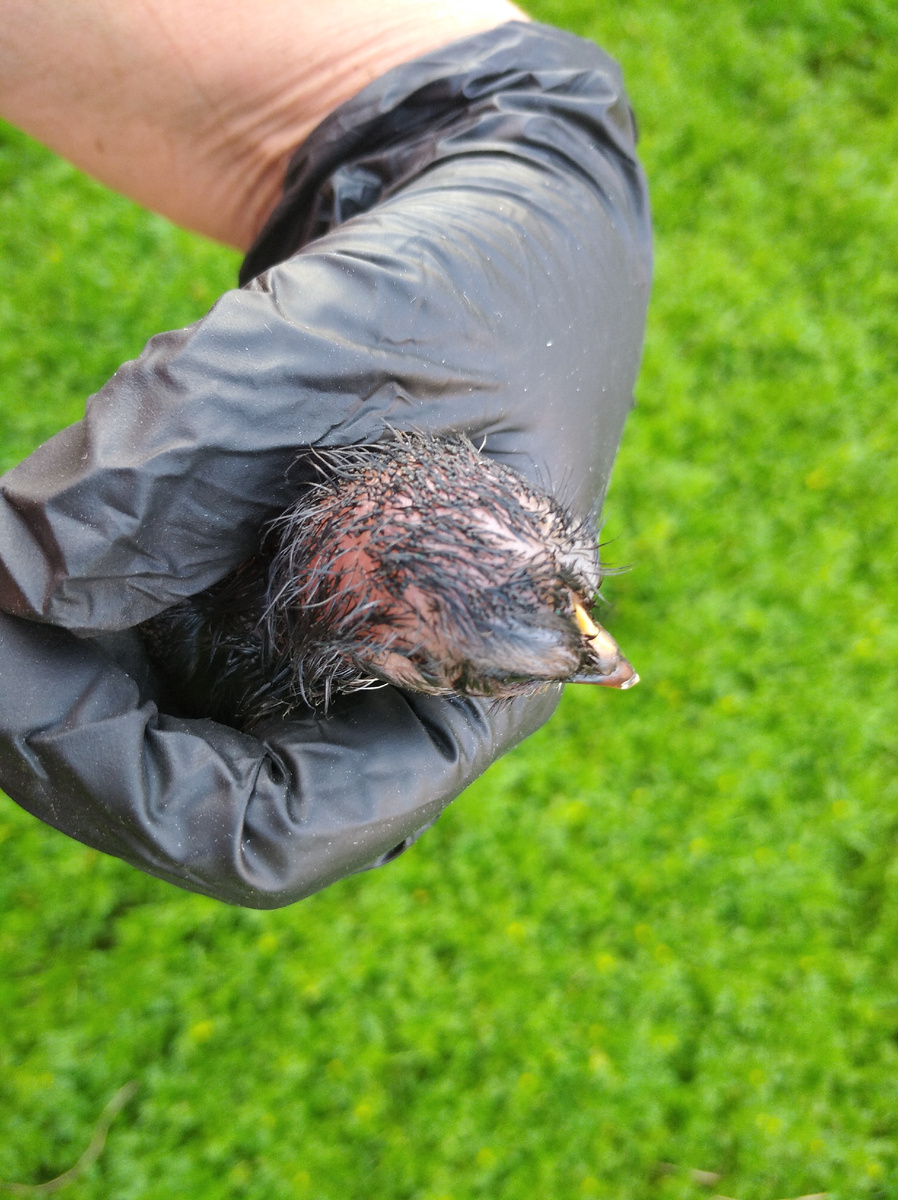 Белое пятно на кончике клюва - яичный зуб