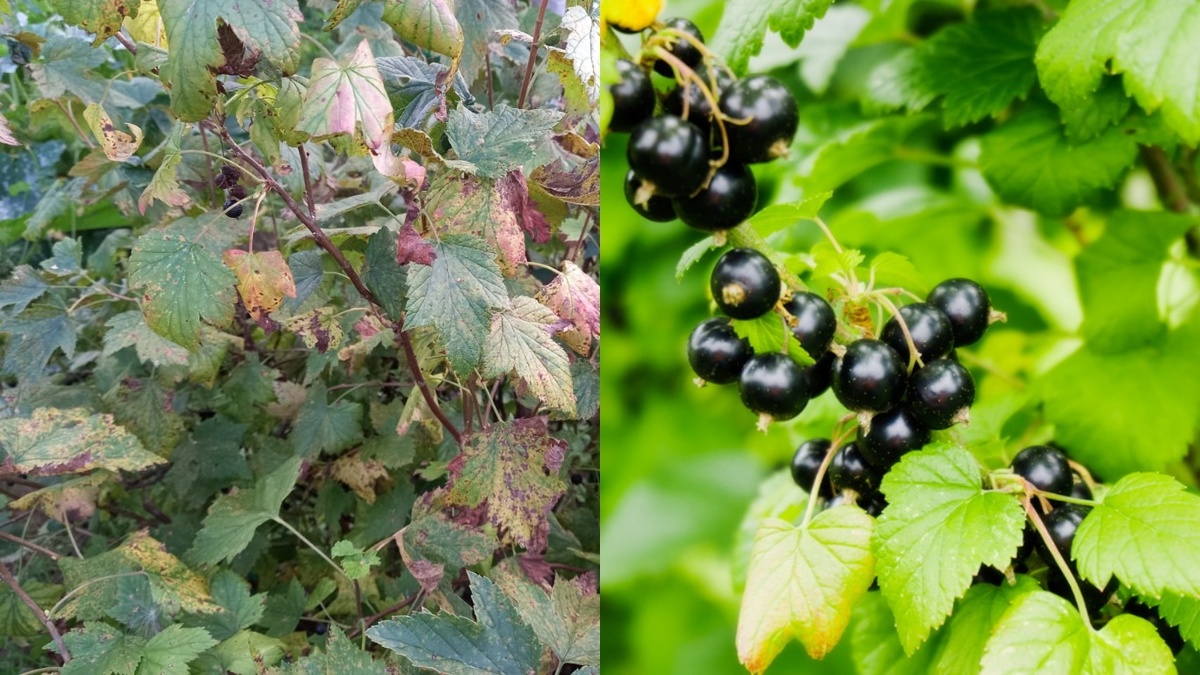 Вот что бывает, когда один куст получает правильный уход, а второй нет