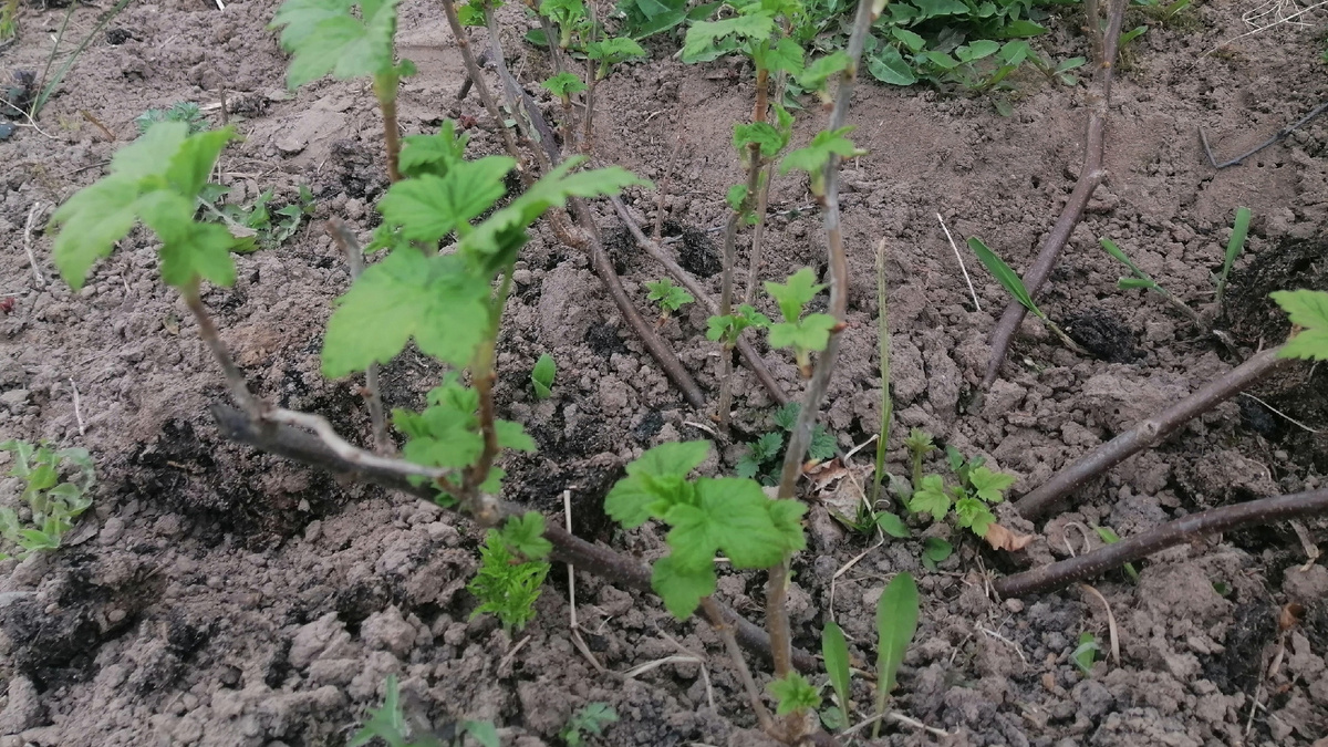 Копаем канавку в 40 см от куста на штык лопаты - вот и вся премудрость