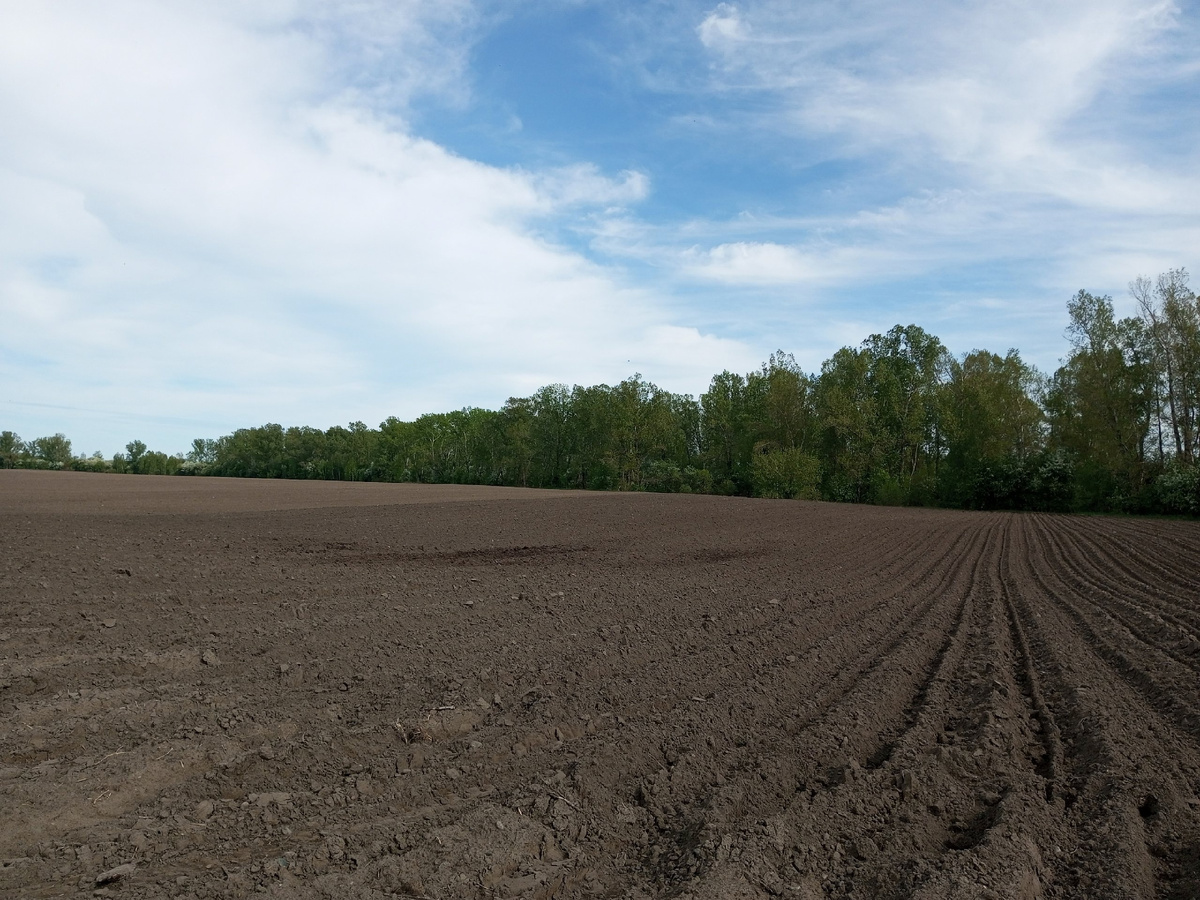 Вот она буквально за полем картошки, лесополса с грибочками