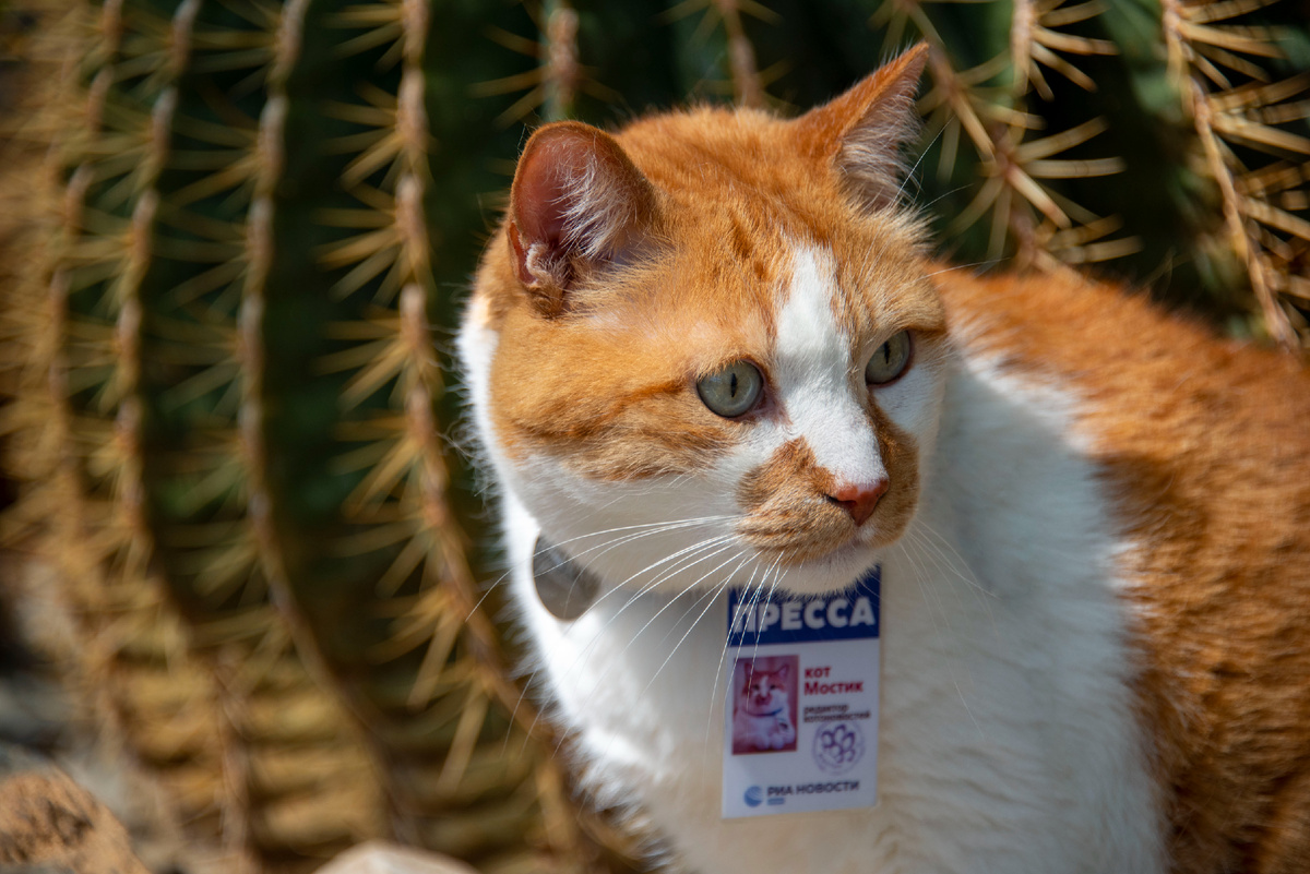 Иголки острее моих когтей.