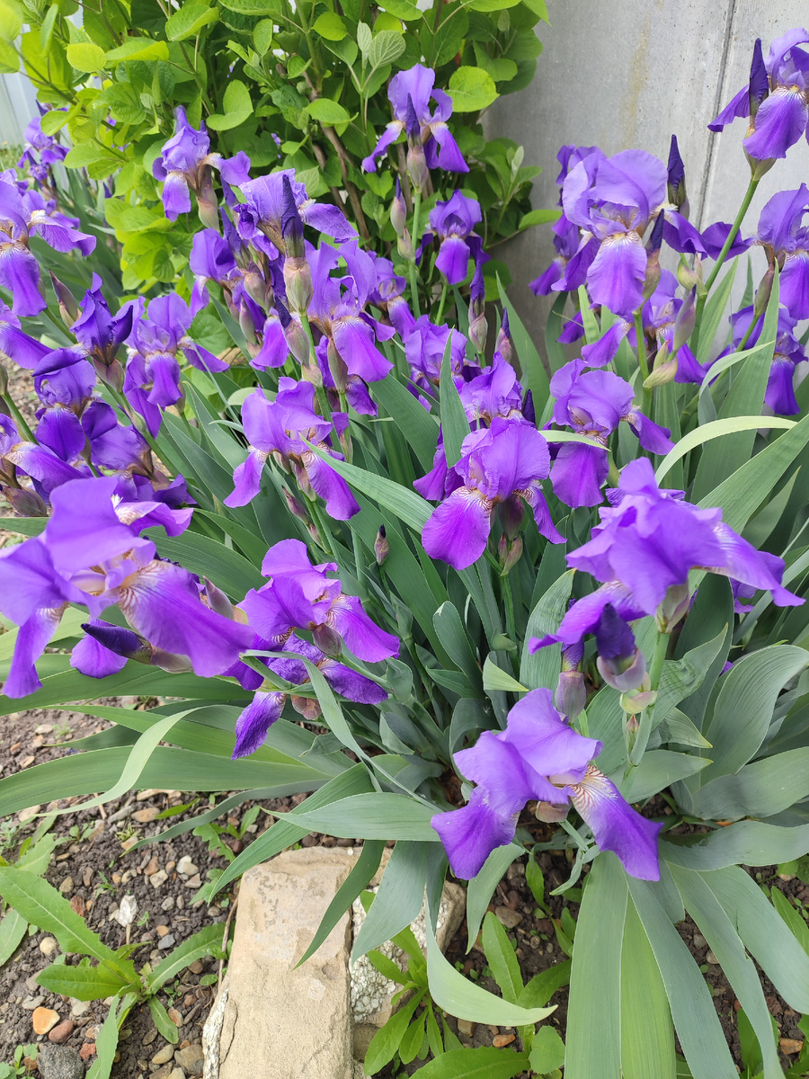 Сине-сиреневые простые садовые ирисы