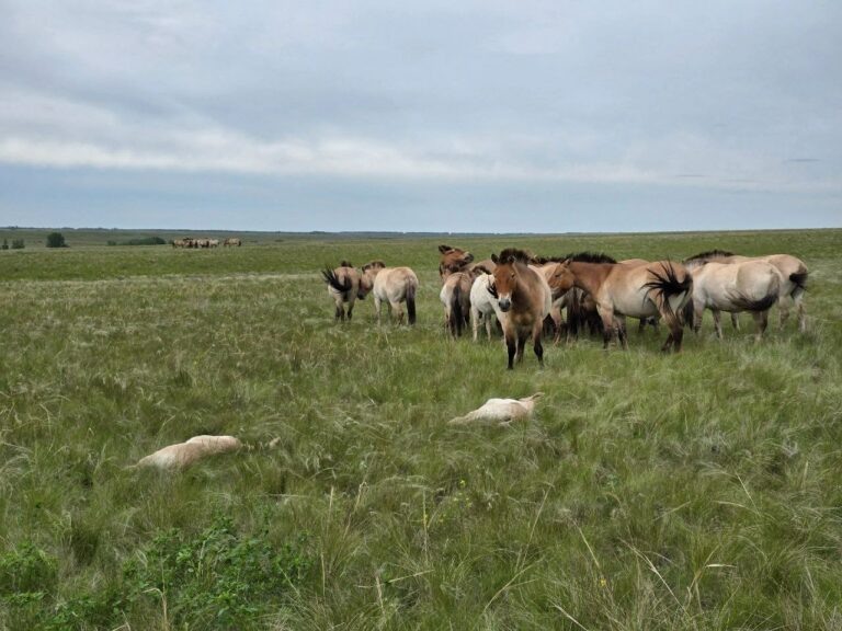    А знаете какие на ощупь жеребята лошади Пржевальского в Оренбуржье Белов Михаил Александрович