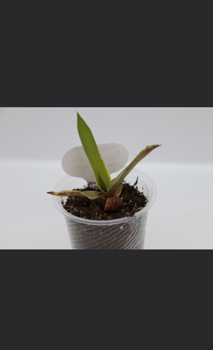 Скриншот с моей статьи 4 года назад. Вот такая кроха ко мне тогда приехала 