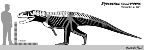 Реконструированный скелет этьозуха по сравнению с человеком.