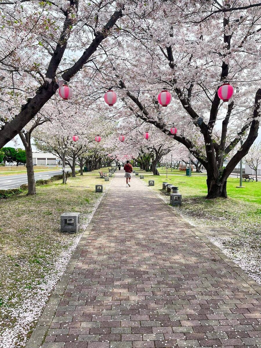 Да, в такое можно попасть без визы. Просто круиз - и вы гуляете под сакурой.