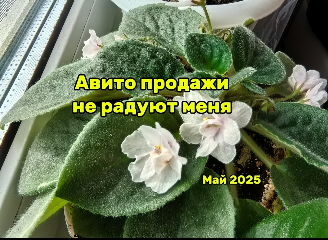 Май 2025