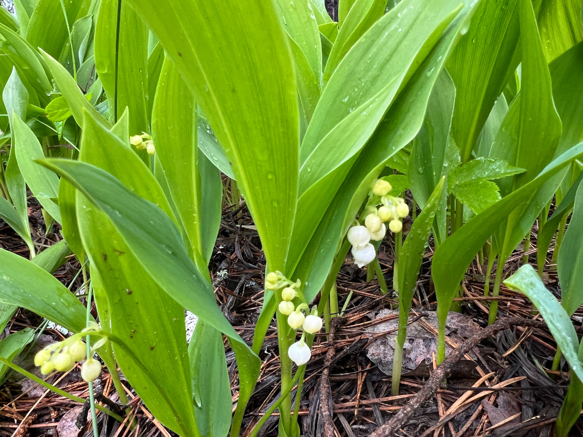 Фото автора. 17.05.25 .
