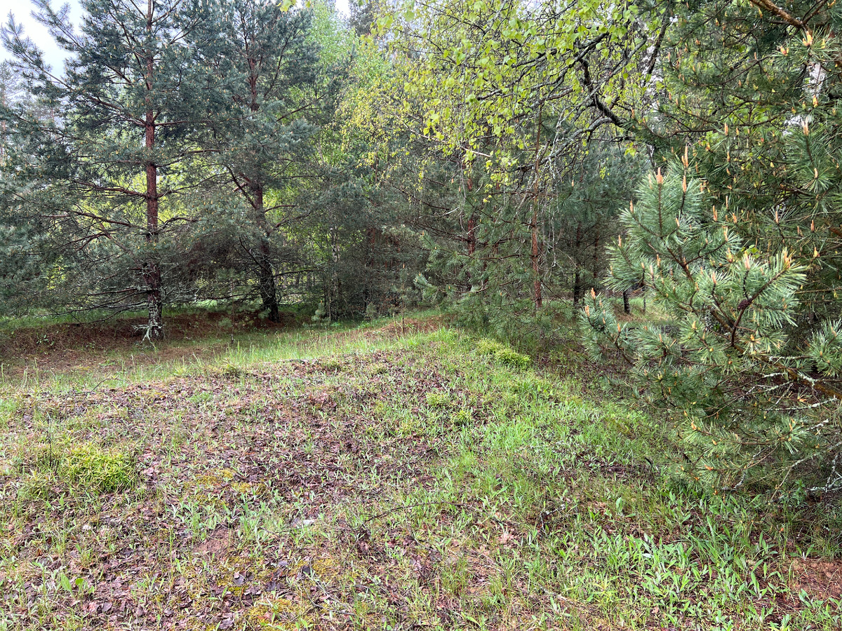 Фото автора. 17.05.25 .