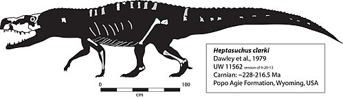 Реконструкция скелета гептазуха.