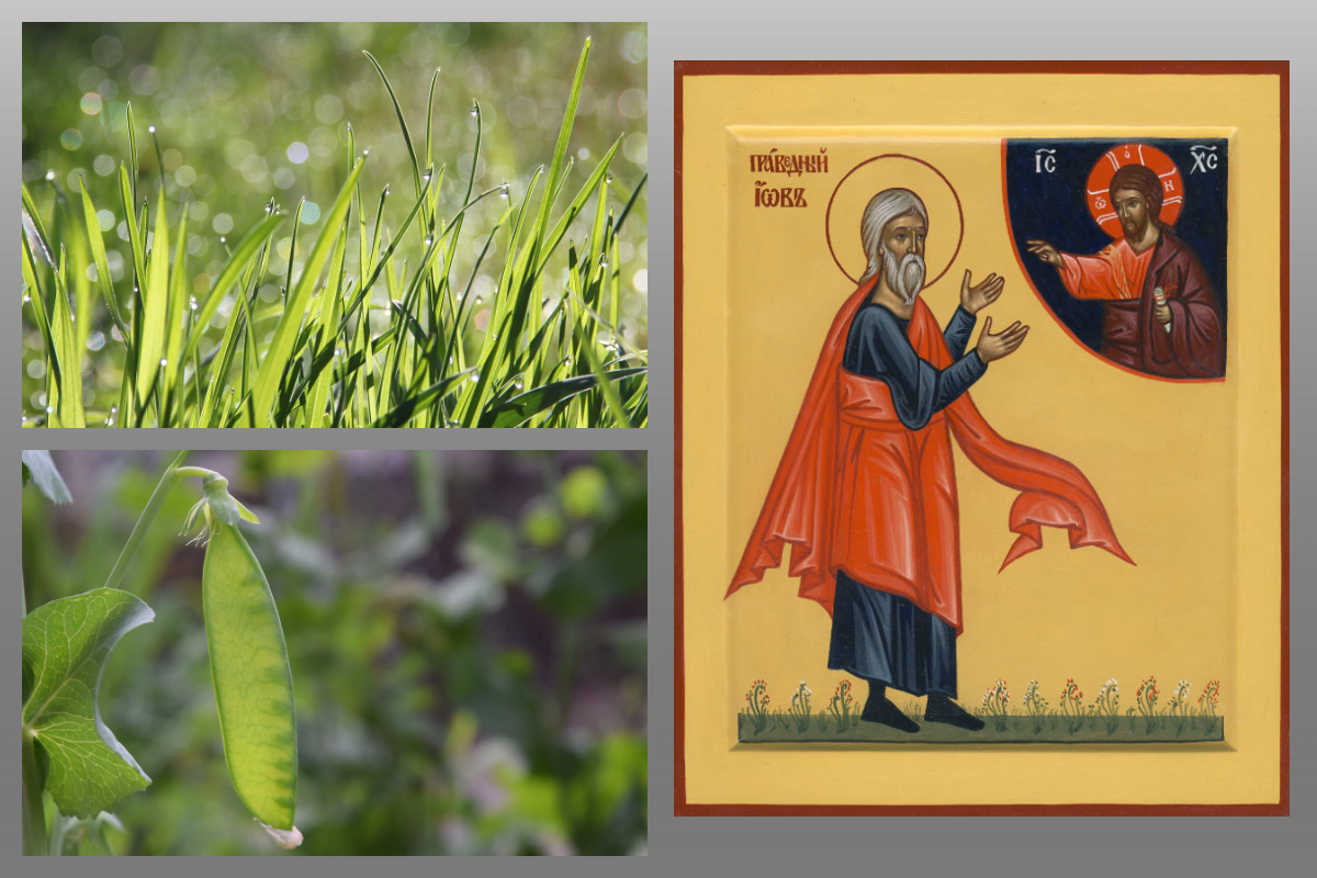 Прав. Иов Многострадальный/azbuka.ru, Роса, горох/pixabay.com