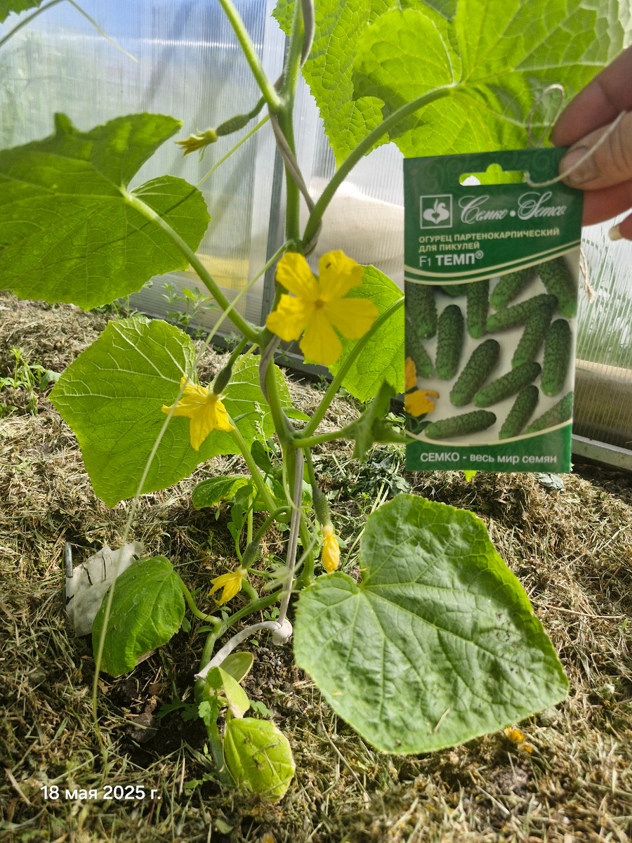 Этому при высадке немного повредила корневой ком. К счастью остался жив, но немного притормаживает в развитии.