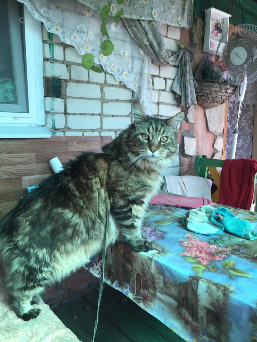 Это лет 5 назад. Старая дача. Кот Эдуард.