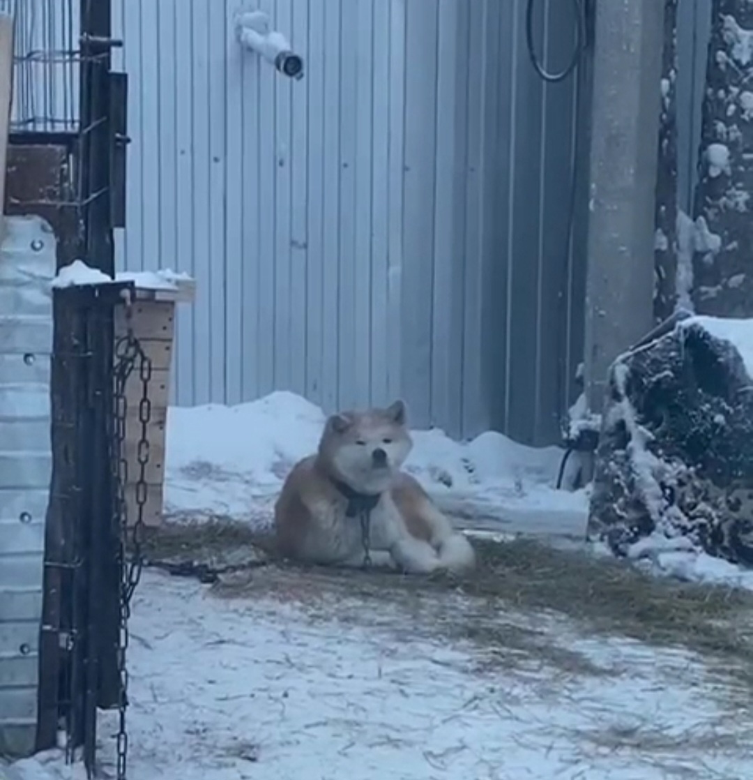 Вот так я сиделатна цепи и надеялась, что меня заберут 