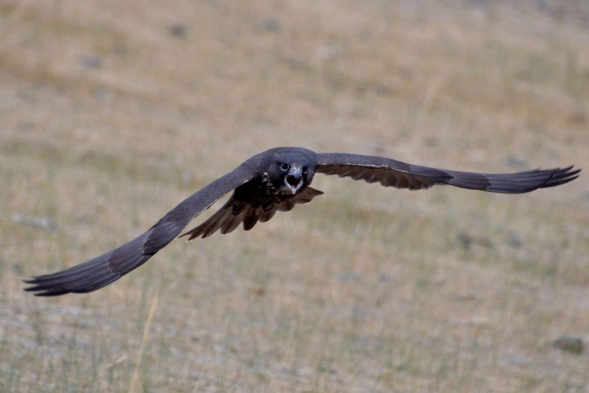 (с) Евгений Андреев. Алтайский балобан - уникальный сокол темно-коричневой, почти черной окраски. 