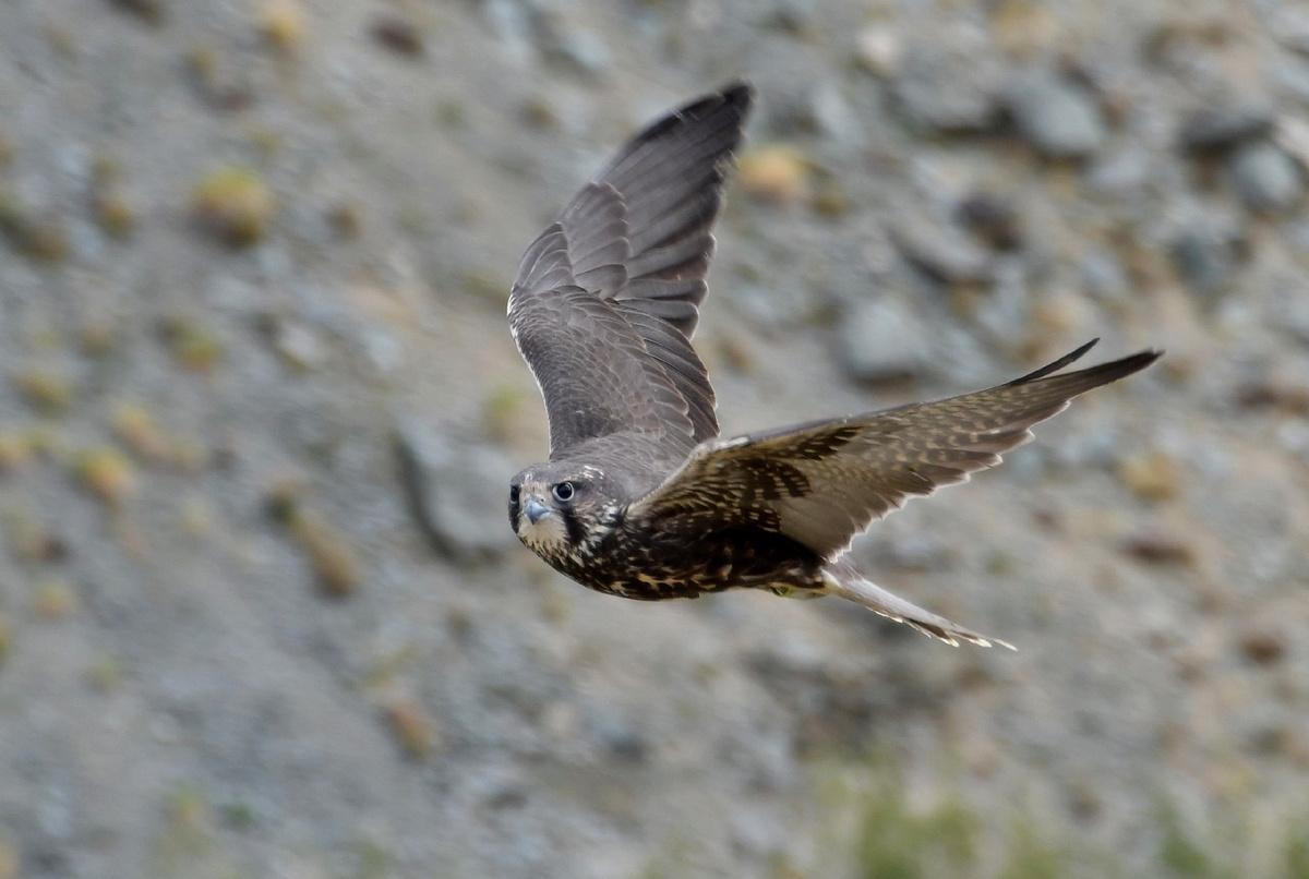 (с) Денис Маликов. Балобан парит в небе Горного Алтая. 