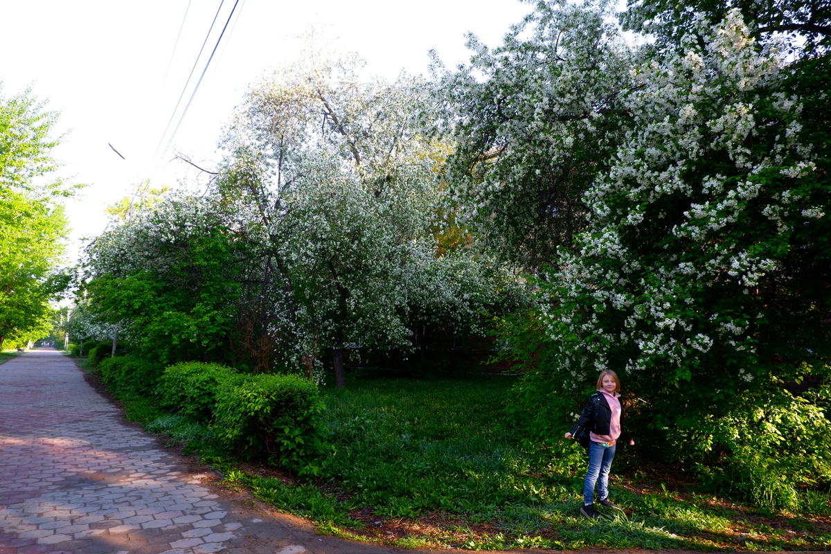  В Омске цветцщих деревьев намного больше, чем у нас в Новосибирске.