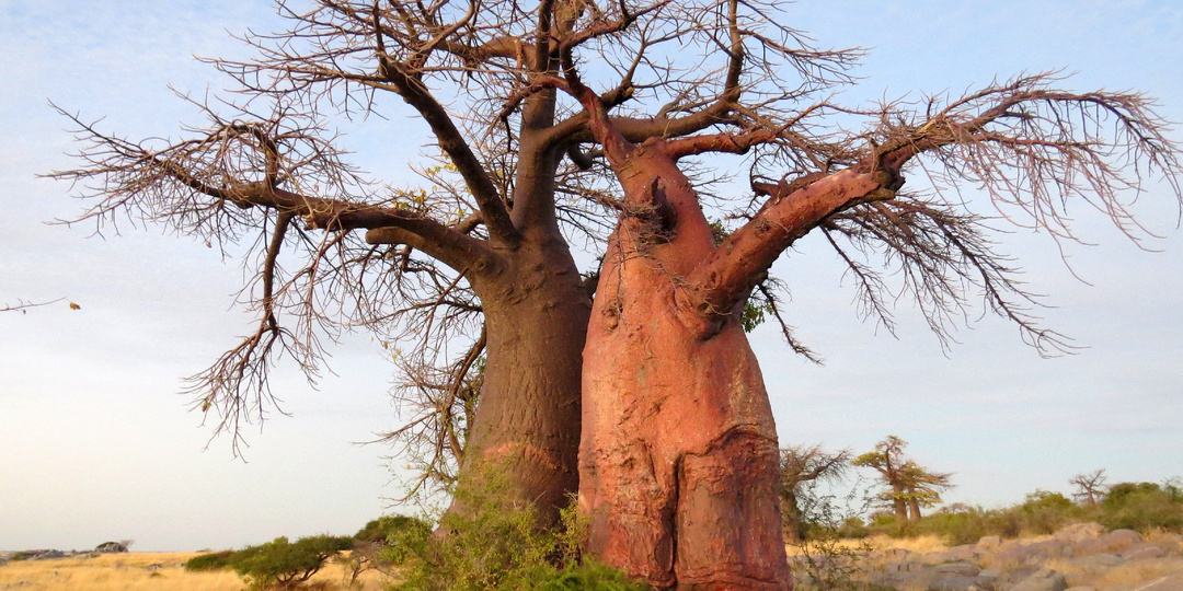 Как едят баобабы и что после этого происходит
