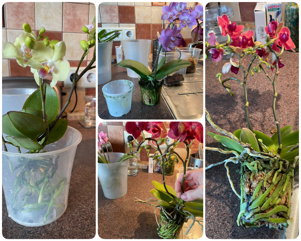 Вынимала из горшочков