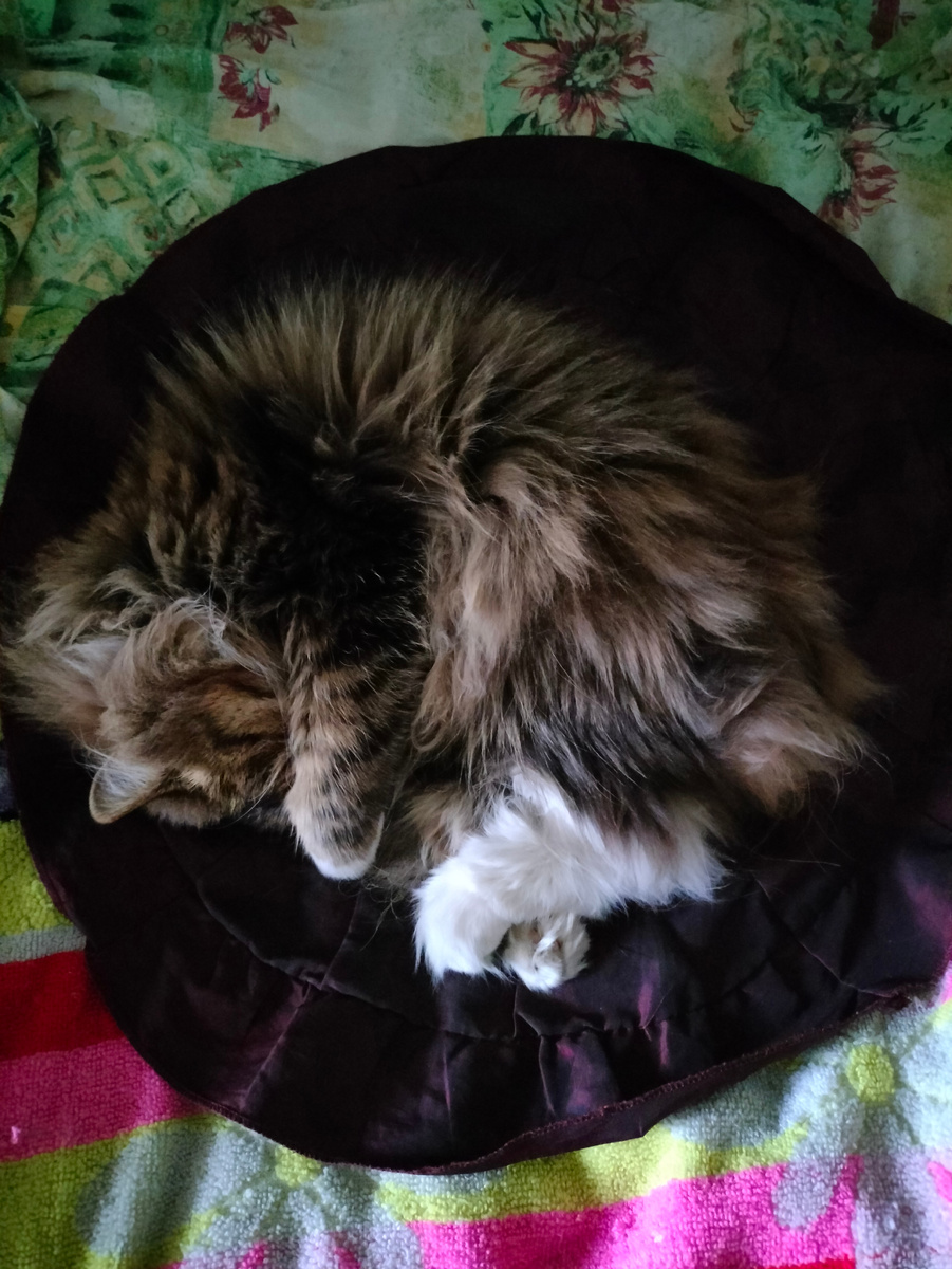 Фото автора. Самый правдивый синоптик. Всё сбылось 🤗