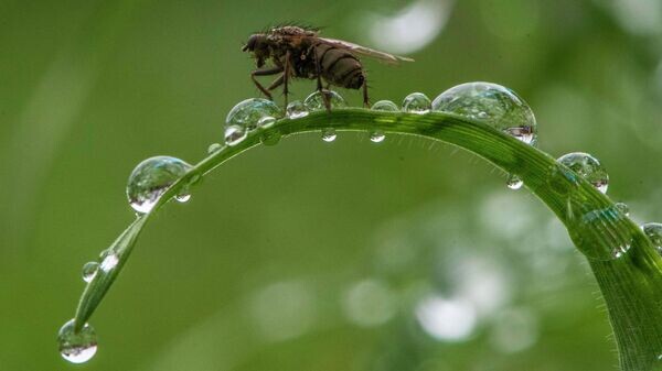    © Sputnik / Табылды Кадырбеков