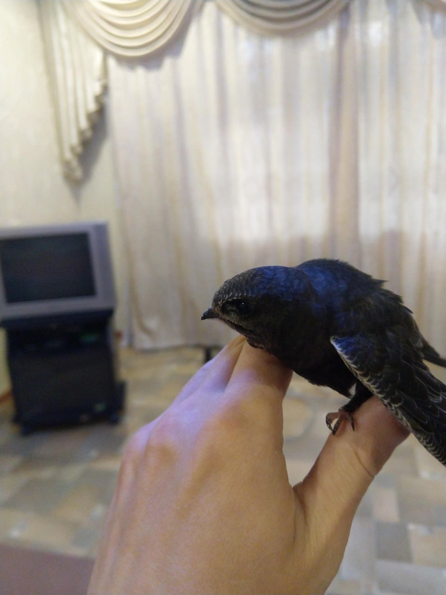 Так выглядел стриж, спасенный моим мужем