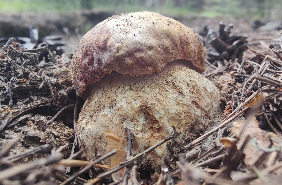 Боровик сосновый (Boletus pinophilus). Фото автора.