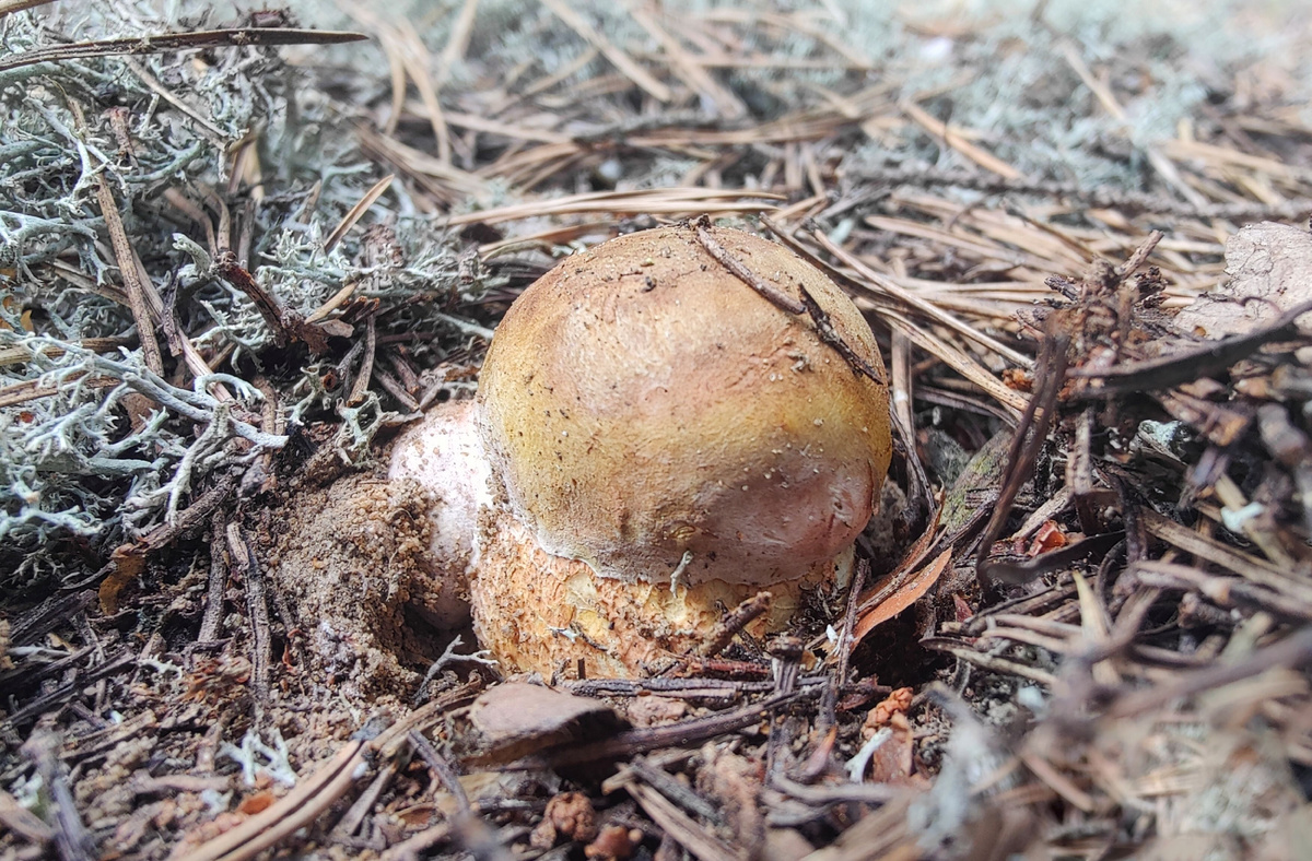 Белый гриб сосноволюбивый. Фото автора.