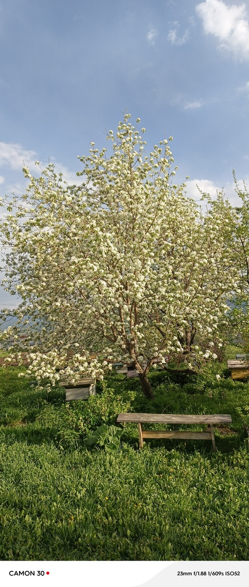 Наши красавицы.