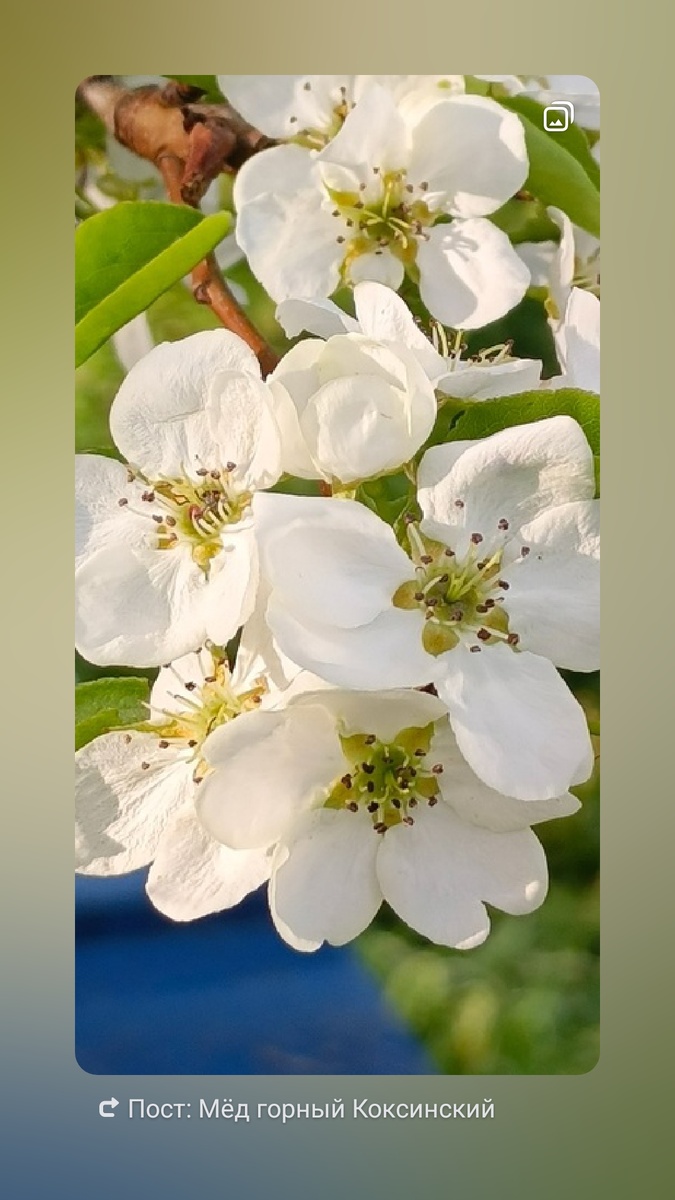 Цвет груши.