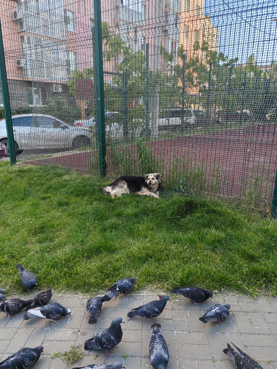 Хотели и пёсика угостить, но он фыркнул и отвернулся))