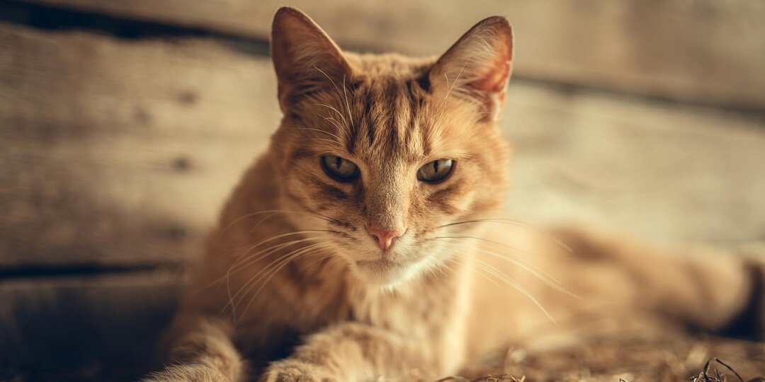 Его больше нет