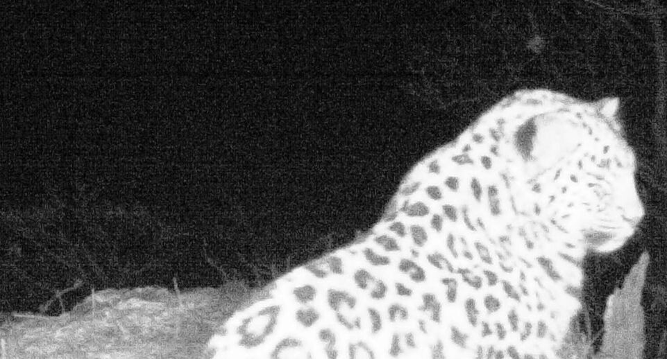    «Земля леопарда» — дирекция заповедников / Telegram