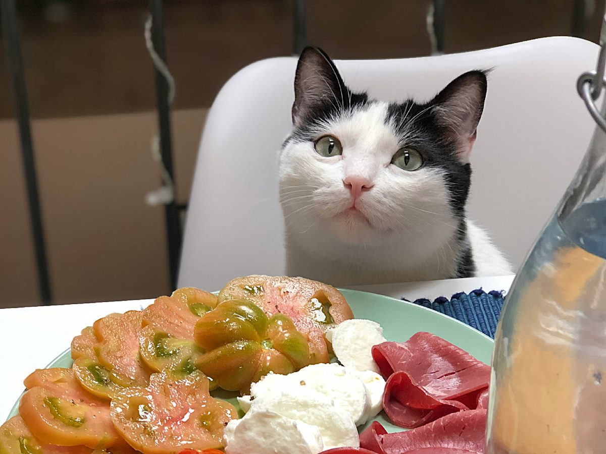 Любить усатого-полосатого и окружать его заботой — обязанность каждого котовладельца! А вот потакат капризам, который приводят к деструктиву или вредят здоровью — не нужно. Сначала взгляните на этого котика, а потом на того, который ниже.