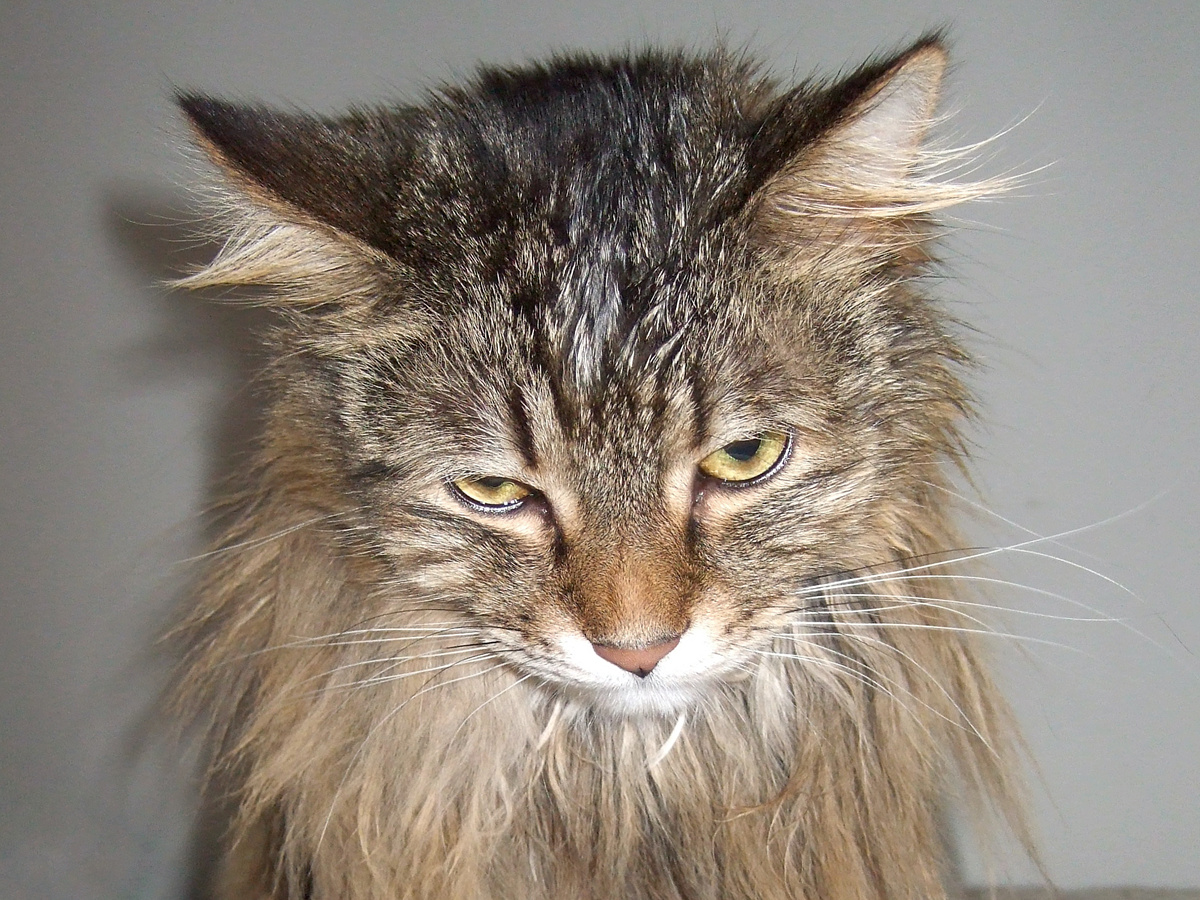 alanchan, CC BY-NC-SA 2.0