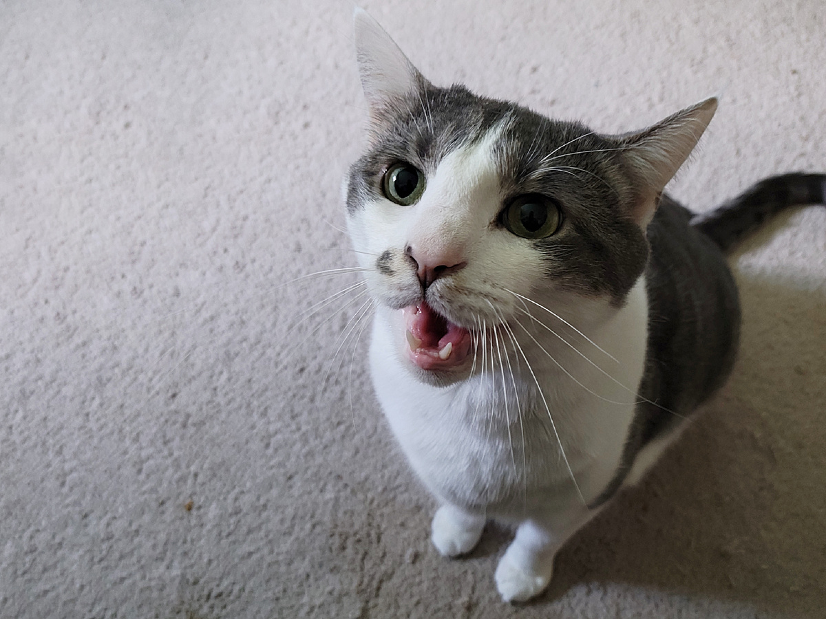 Этому усатому громыхателю нужен громоотвод. gammaman, CC BY 2.0