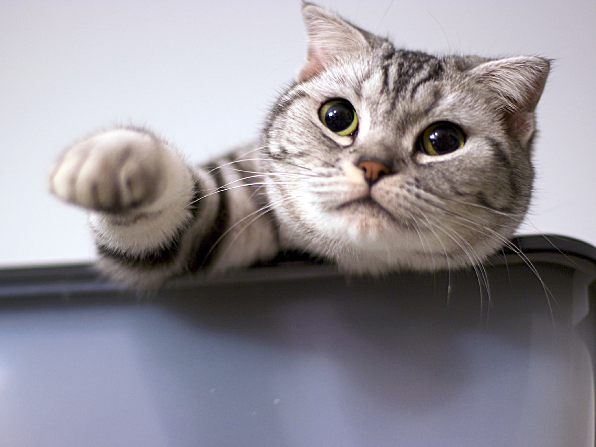 randomix, CC BY-NC-ND 2.0