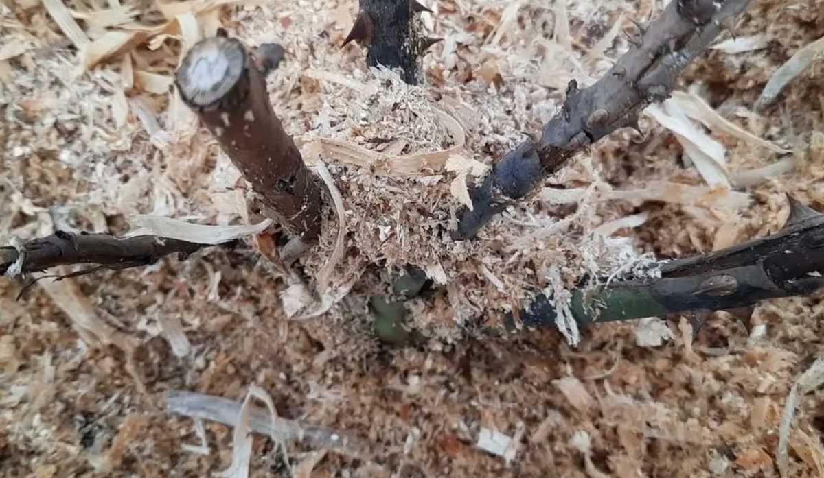 Кажется надежды нет