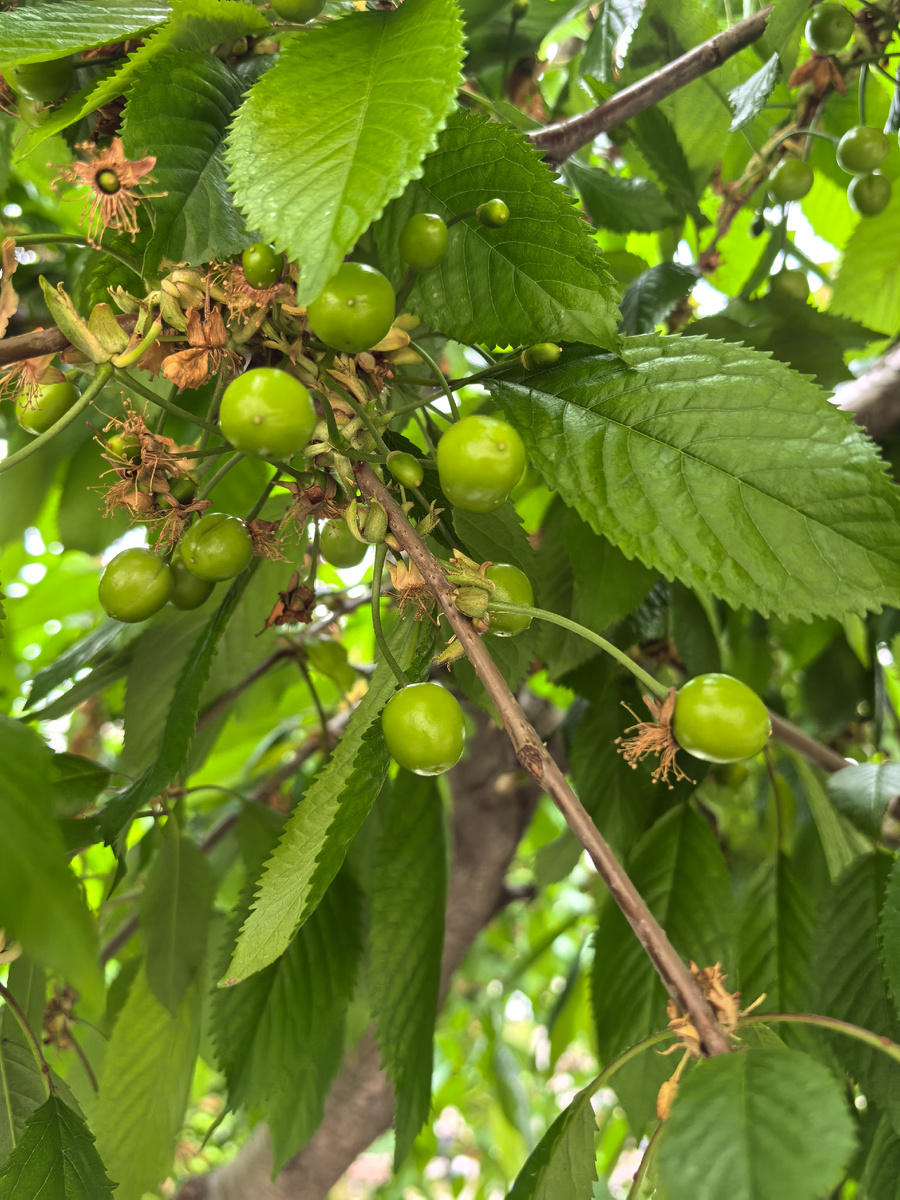 Фото сделано 9 мая.