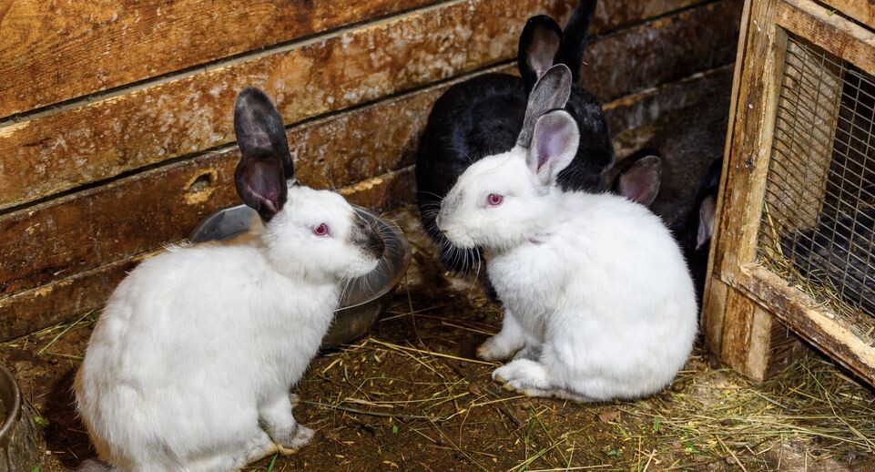    Медиасток.рф