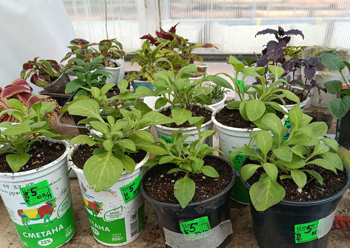 Петунии, петунии, петунии...