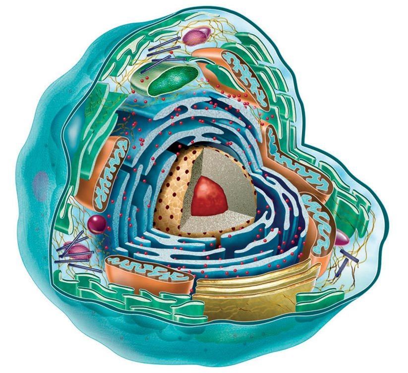 Картинка из сети Интернет. Клетка человеческого организма - целая планета.