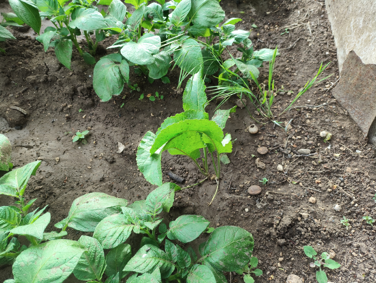 Ага, вот он, вожделенный овощ ))) 