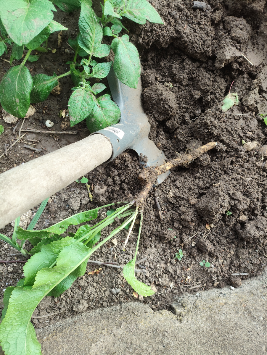 Небольшой корешок и очень красивые листики.