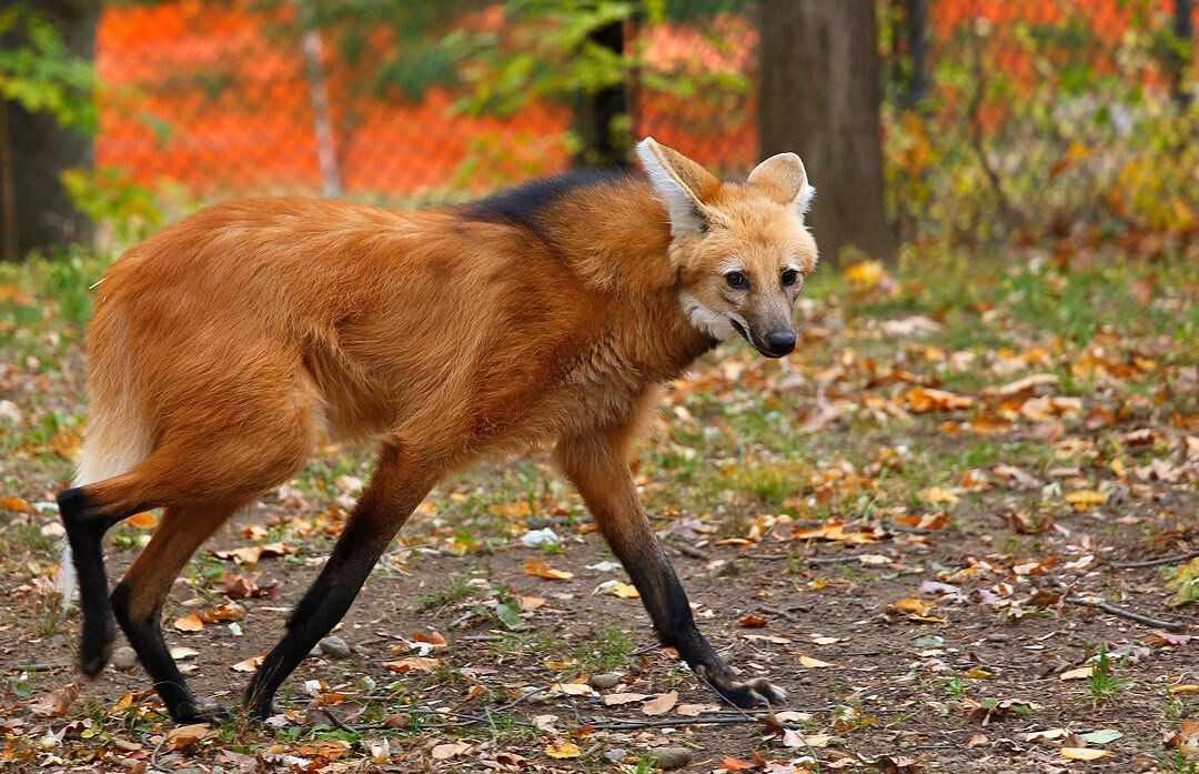 Гривистый волк. Фото взято из открытого доступа. 