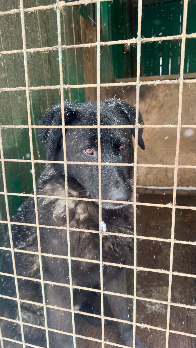 От слова приют веет какой-то безысходностью и сиротством, многие люди считают, что животные там исключительно несчастны