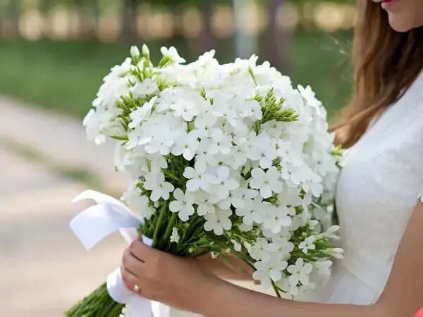   Флокс: цветы белые для свадьбы и свидания. AzaliaNow Вера Курилыч