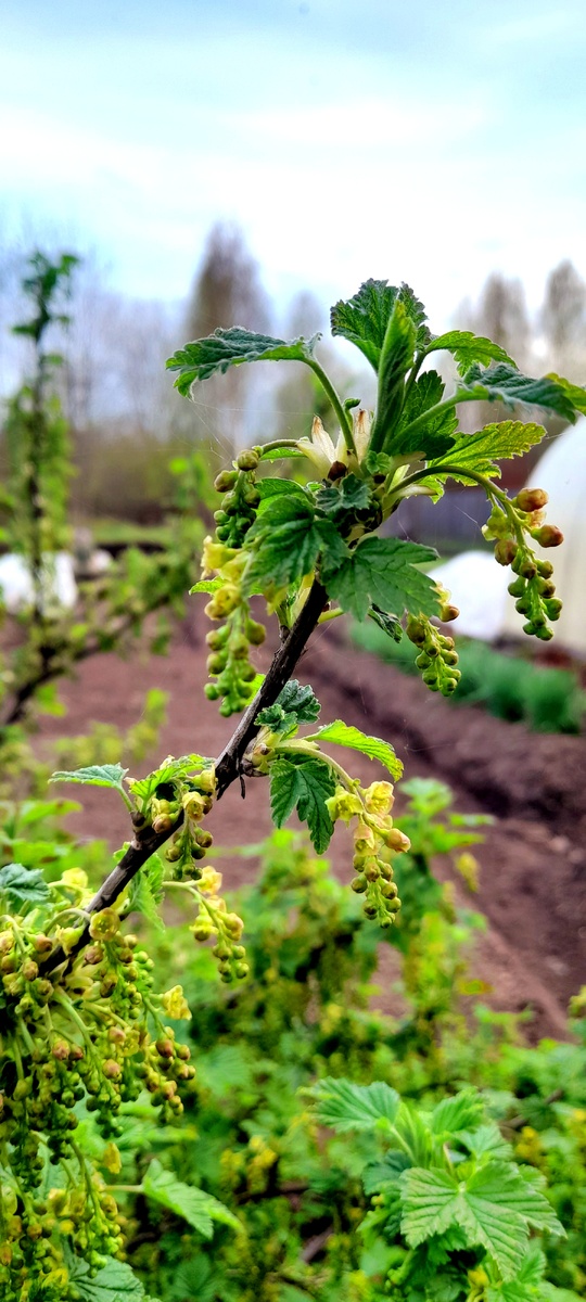 Первая зелень!