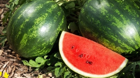 Арбуз 